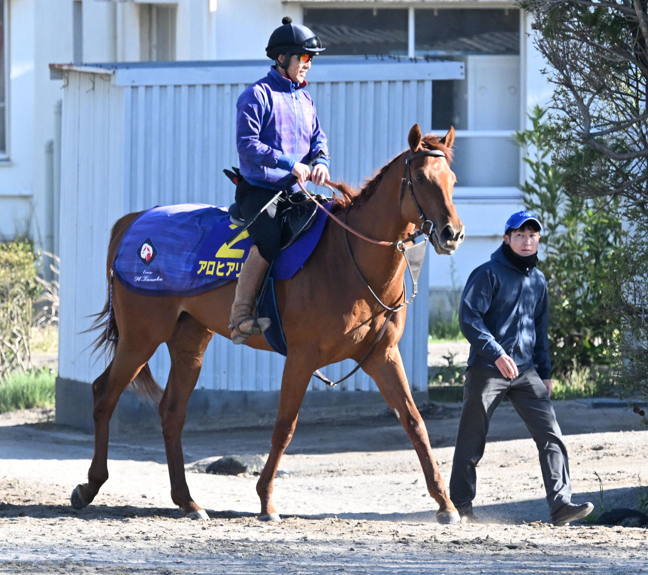 乗り運動するアロヒアリイ（撮影・千葉一成）