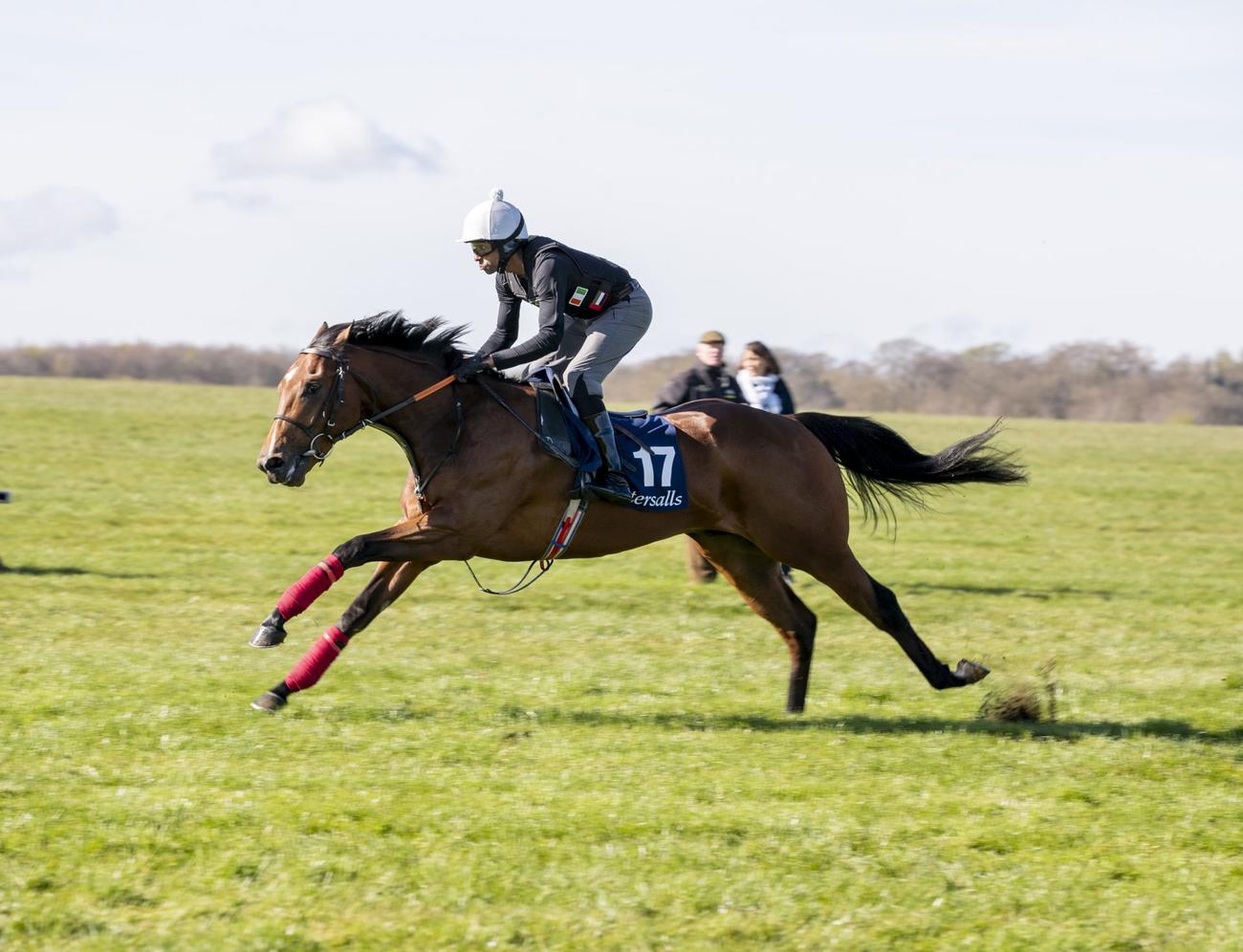 140万ギニーで落札されたアクラメーション産駒の公開調教（C）Tattersalls