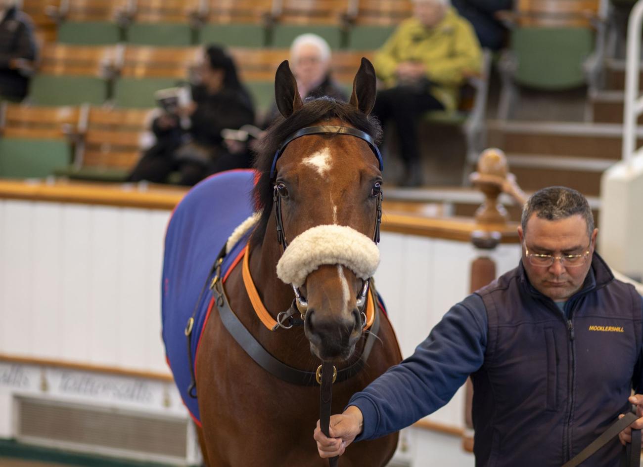 140万ギニーで落札されたアクラメーション産駒（C）Tattersalls