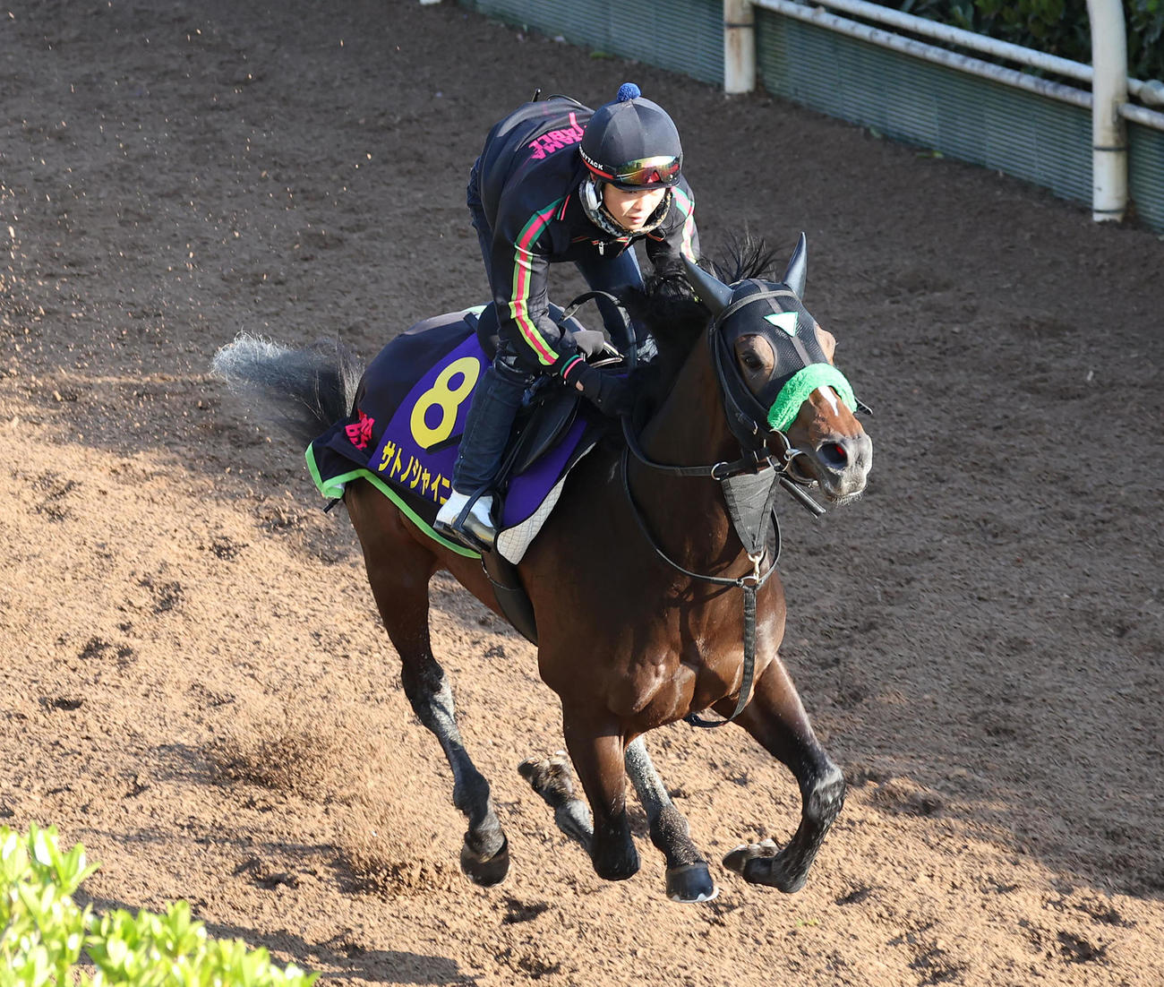 坂路を単走で追い切るサトノシャイニング（撮影・白石智彦）