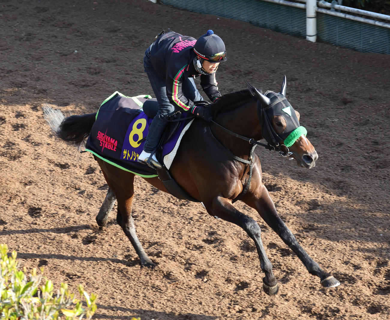 坂路を単走で追い切るサトノシャイニング（撮影・白石智彦）