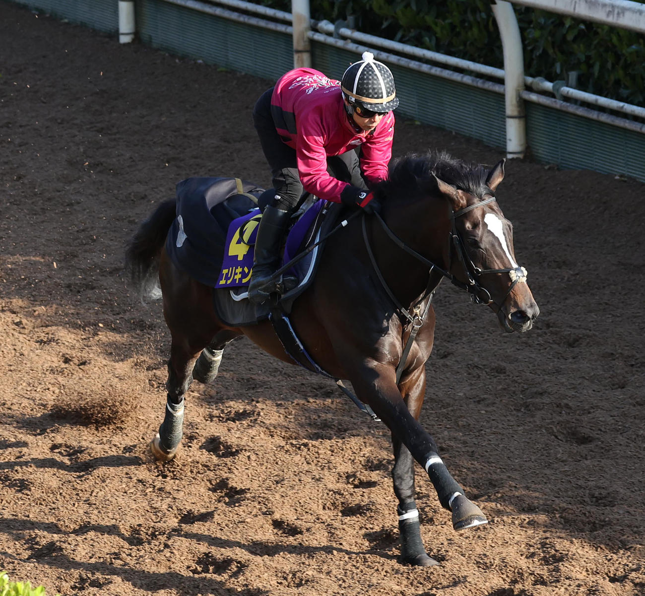 坂路を単走で追い切るエリキング（撮影・白石智彦）