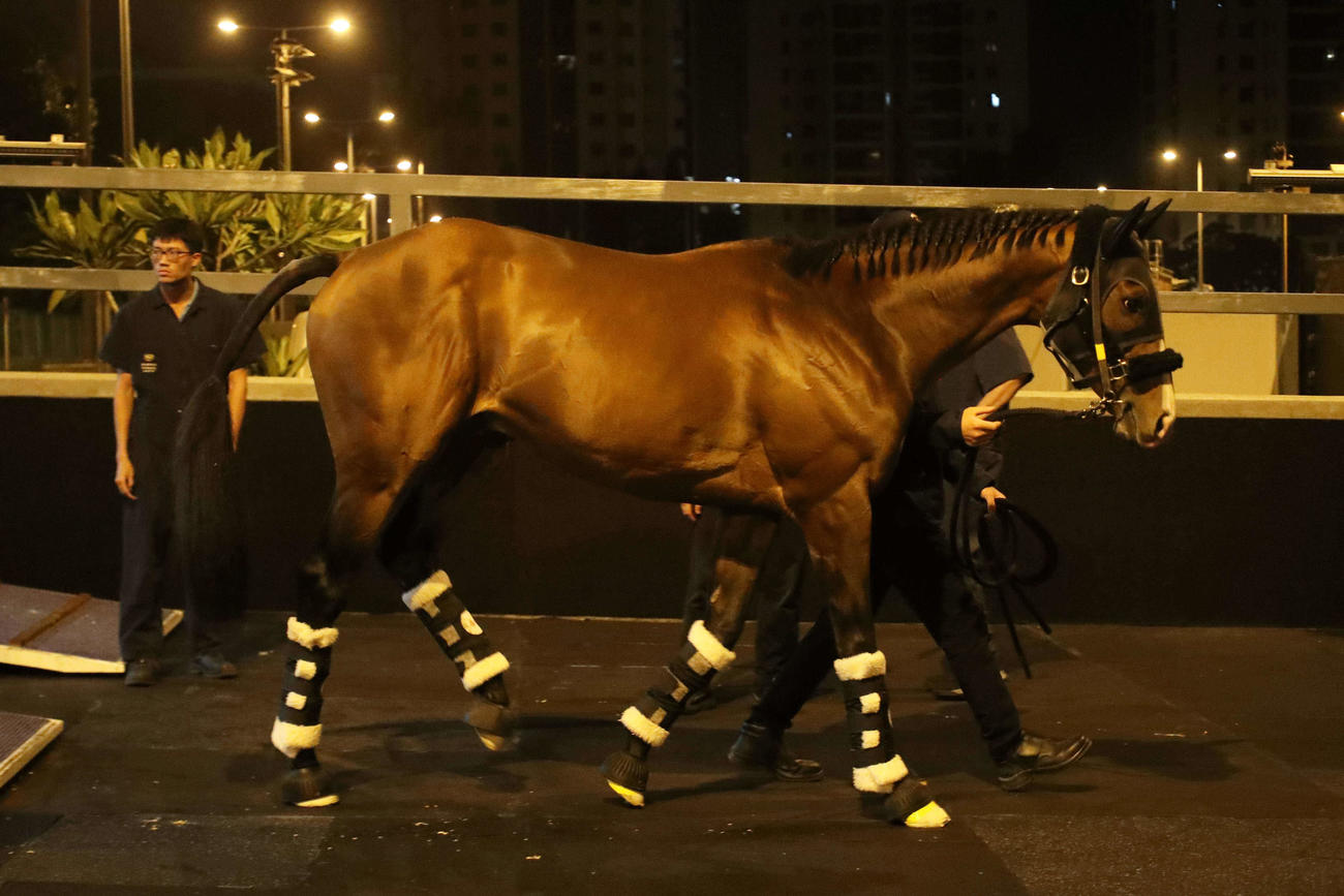 香港に到着したプログノーシス（C）The Hong Kong Jockey Club