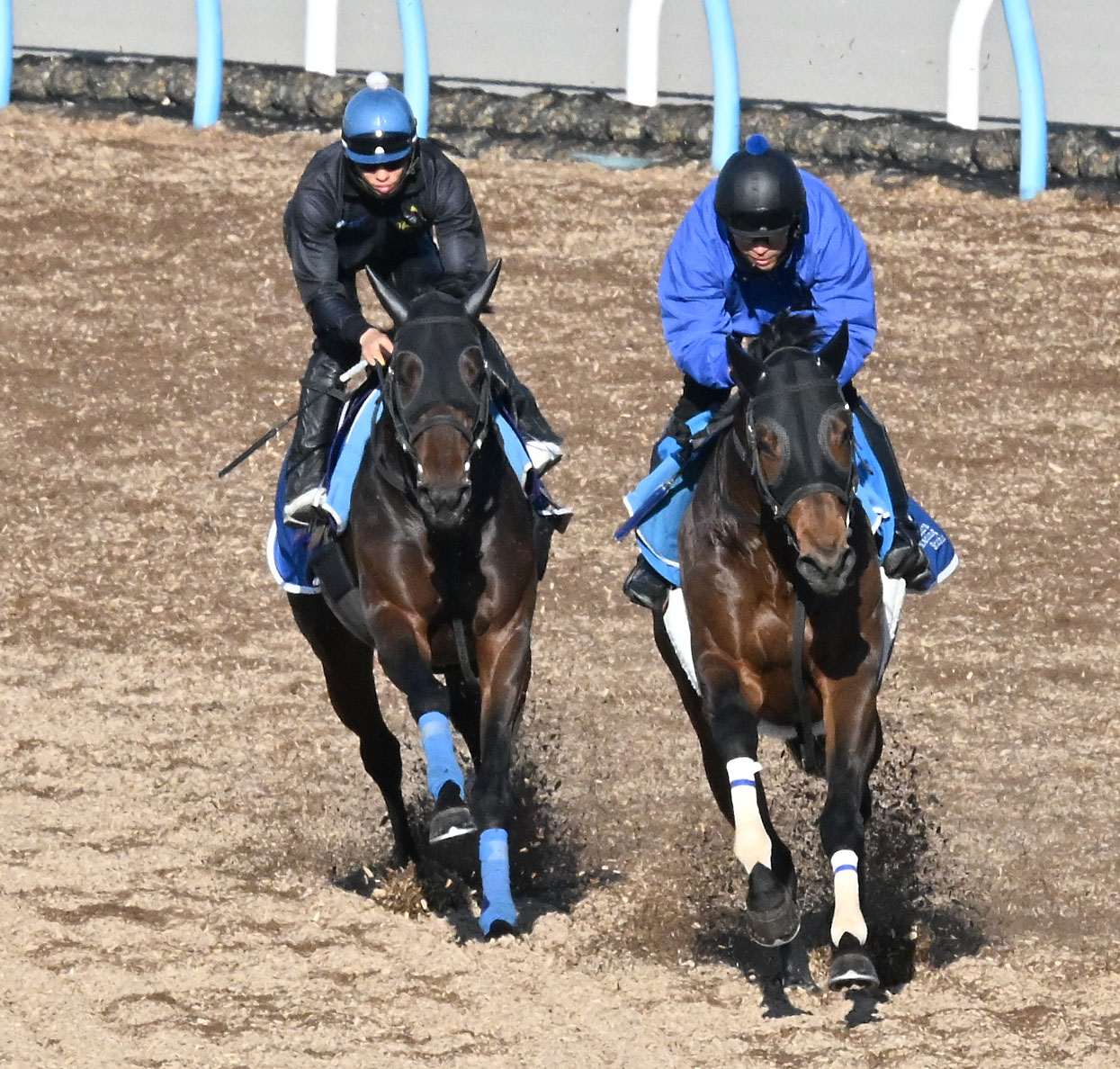 2178❣️ 瑪瑙　馬　唐馬　戦闘馬 皐月賞】カラマティアノス、2頭併せ併入「操縦性が随分良くなった