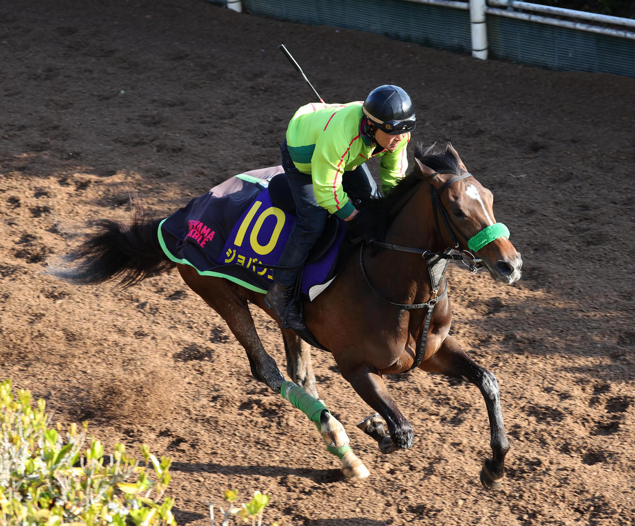 坂路を単走で追い切るジョバンニ（撮影・白石智彦）