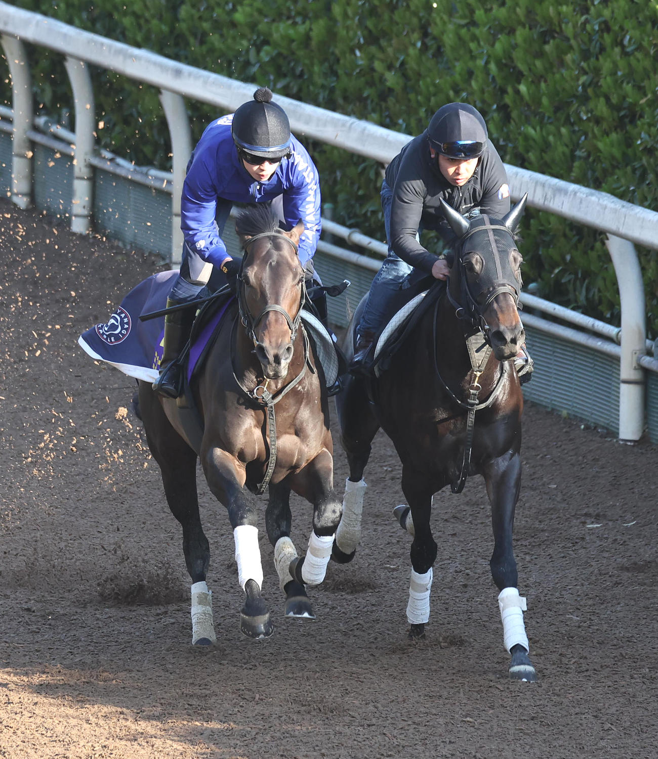 坂路をスピリットライズ（右）と併せ馬で追い切るミュージアムマイル（撮影・白石智彦）