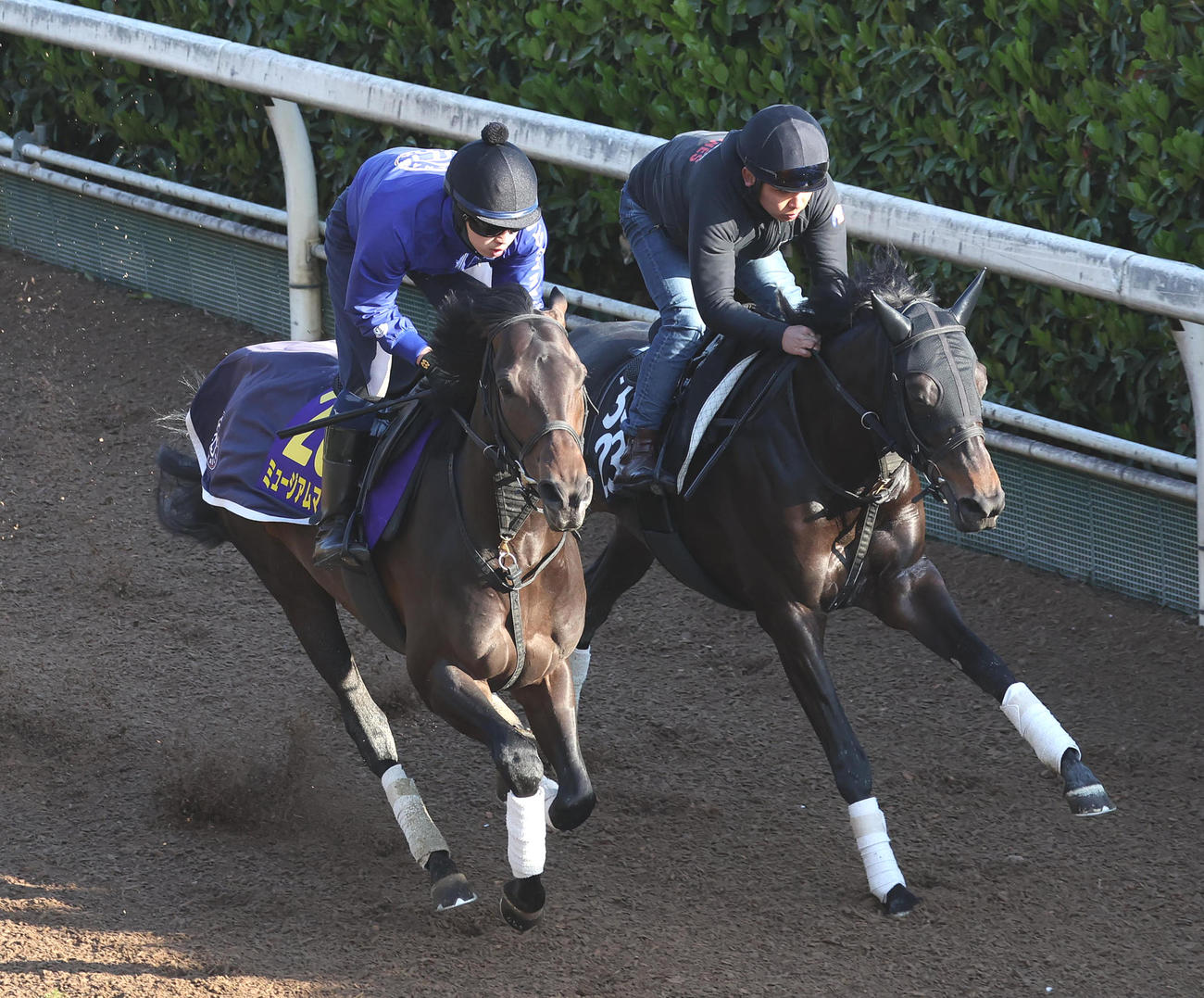 坂路をスピリットライズ（右）と併せ馬で追い切るミュージアムマイル（撮影・白石智彦）