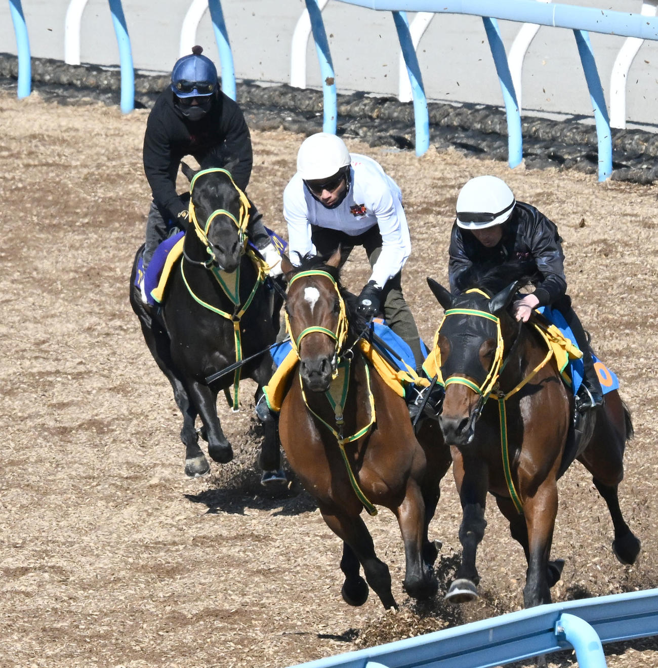 美浦ウッドを3頭併せで追い切るフクノブルーレイク（左）（撮影・千葉一成）
