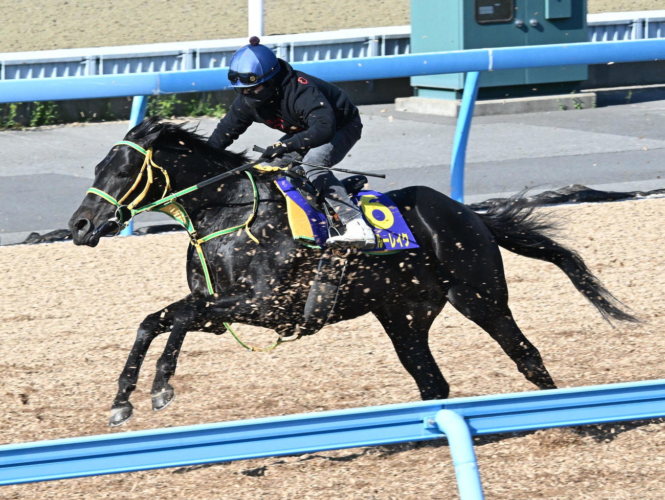 美浦ウッドを3頭併せで追い切るフクノブルーレイク（撮影・千葉一成）