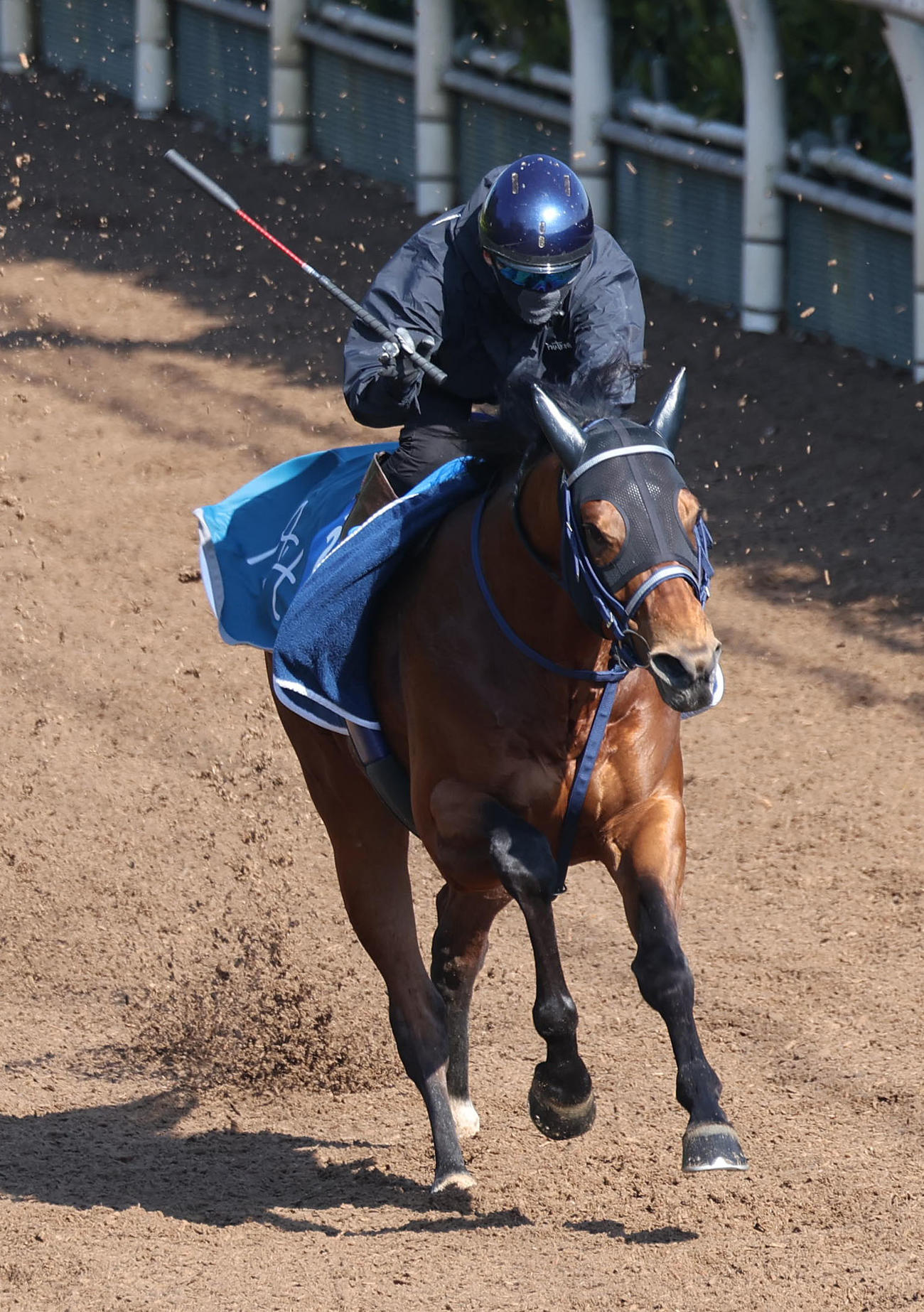 鮫島駿騎手を背に坂路を単走で追い切るサンデーファンデー（撮影・白石智彦）