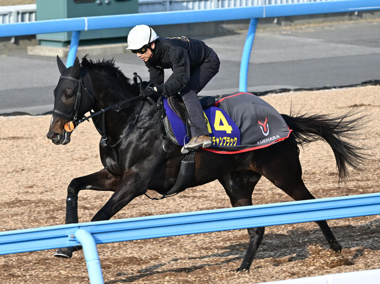 美浦ウッドを単走で追い切るピコチャンブラック（撮影・千葉一成）