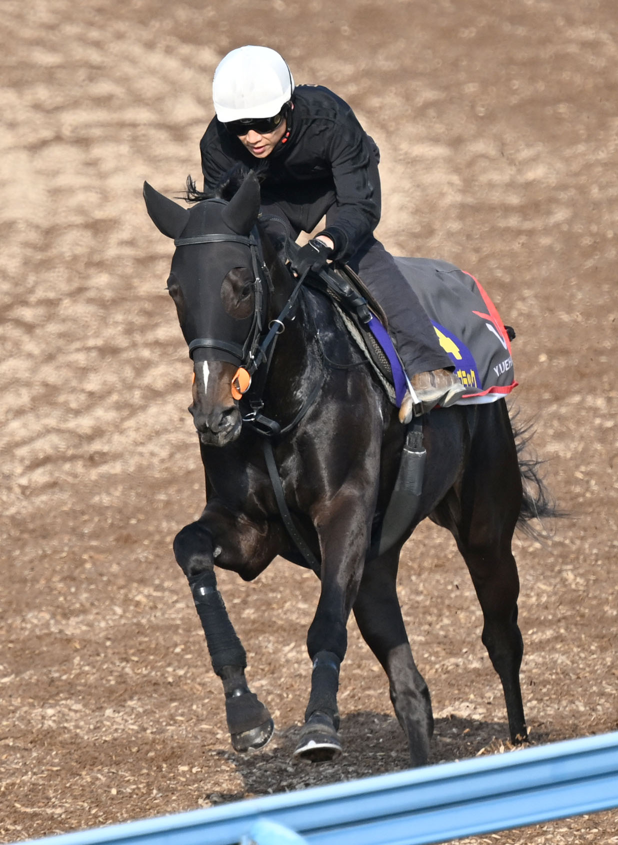 美浦ウッドを単走で追い切るピコチャンブラック（撮影・千葉一成）