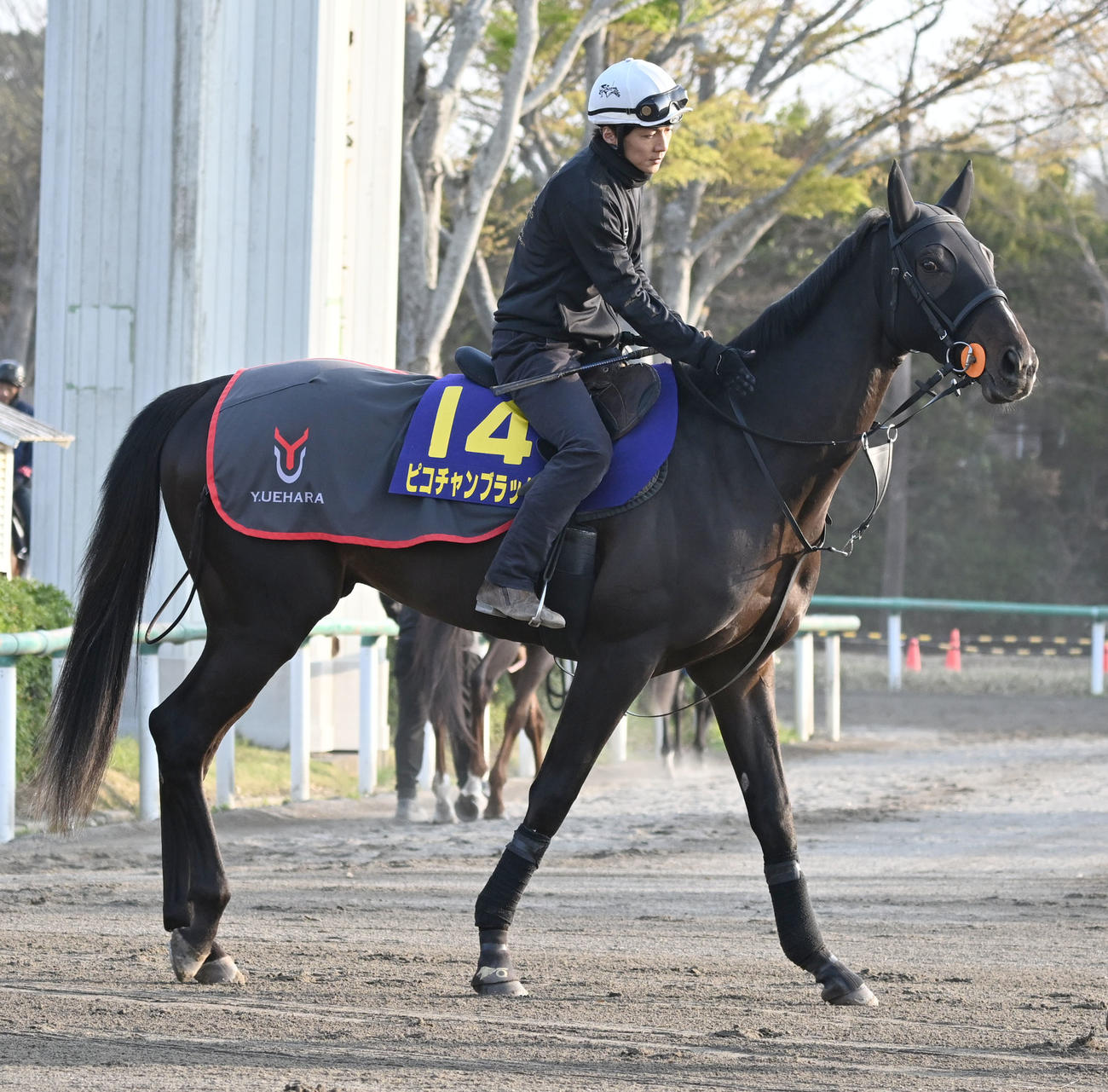 馬場に向かうピコチャンブラック（撮影・千葉一成）