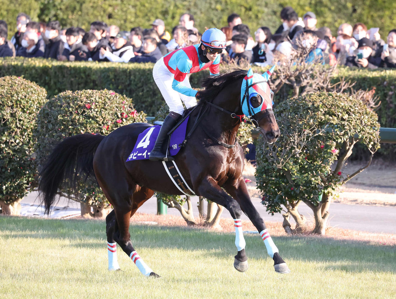 中山大障害に出走したネビーイーム（2024年12月21日撮影）