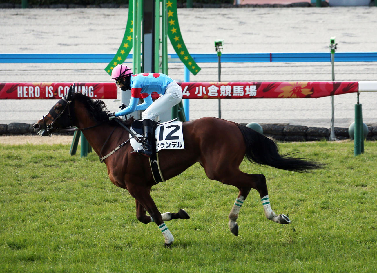障害オープン1着のアランデル（2024年2月10日撮影）