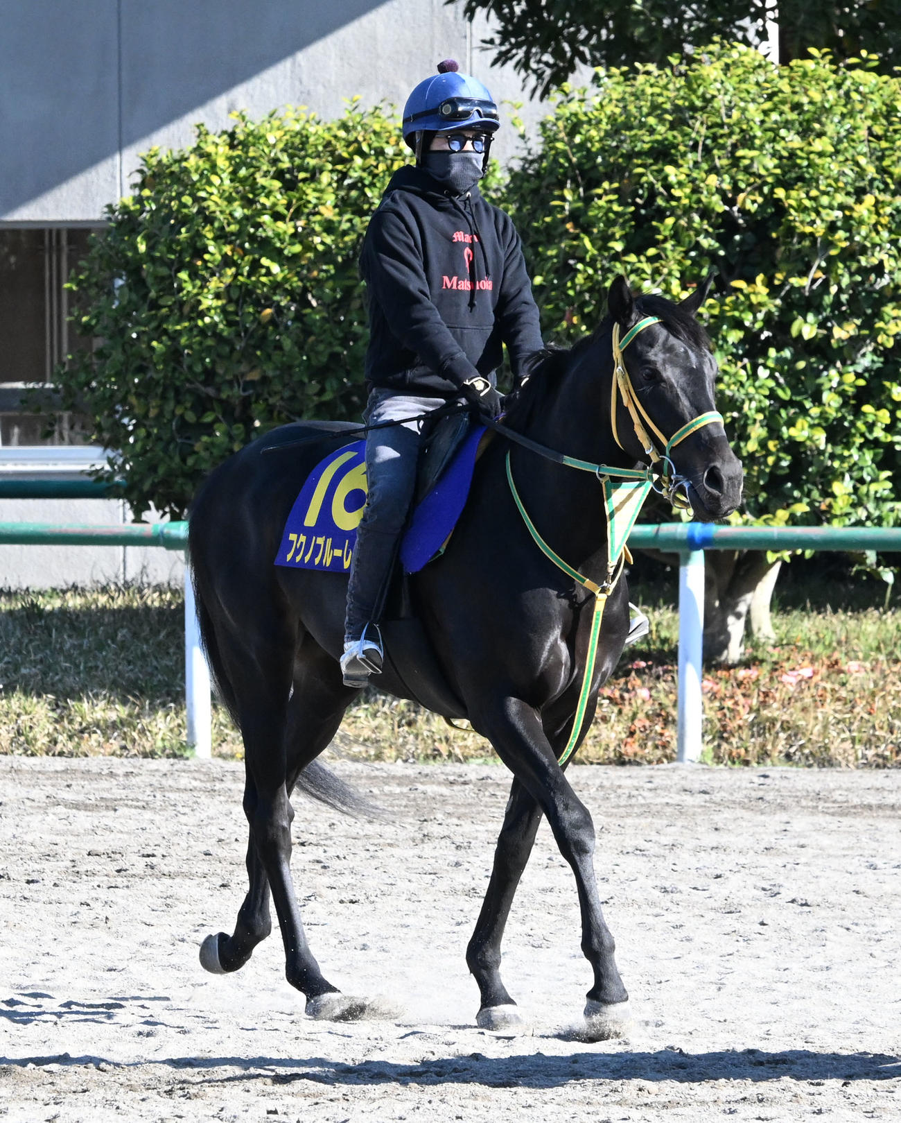 乗り運動するフクノブルーレイク（2025年4月16日撮影）