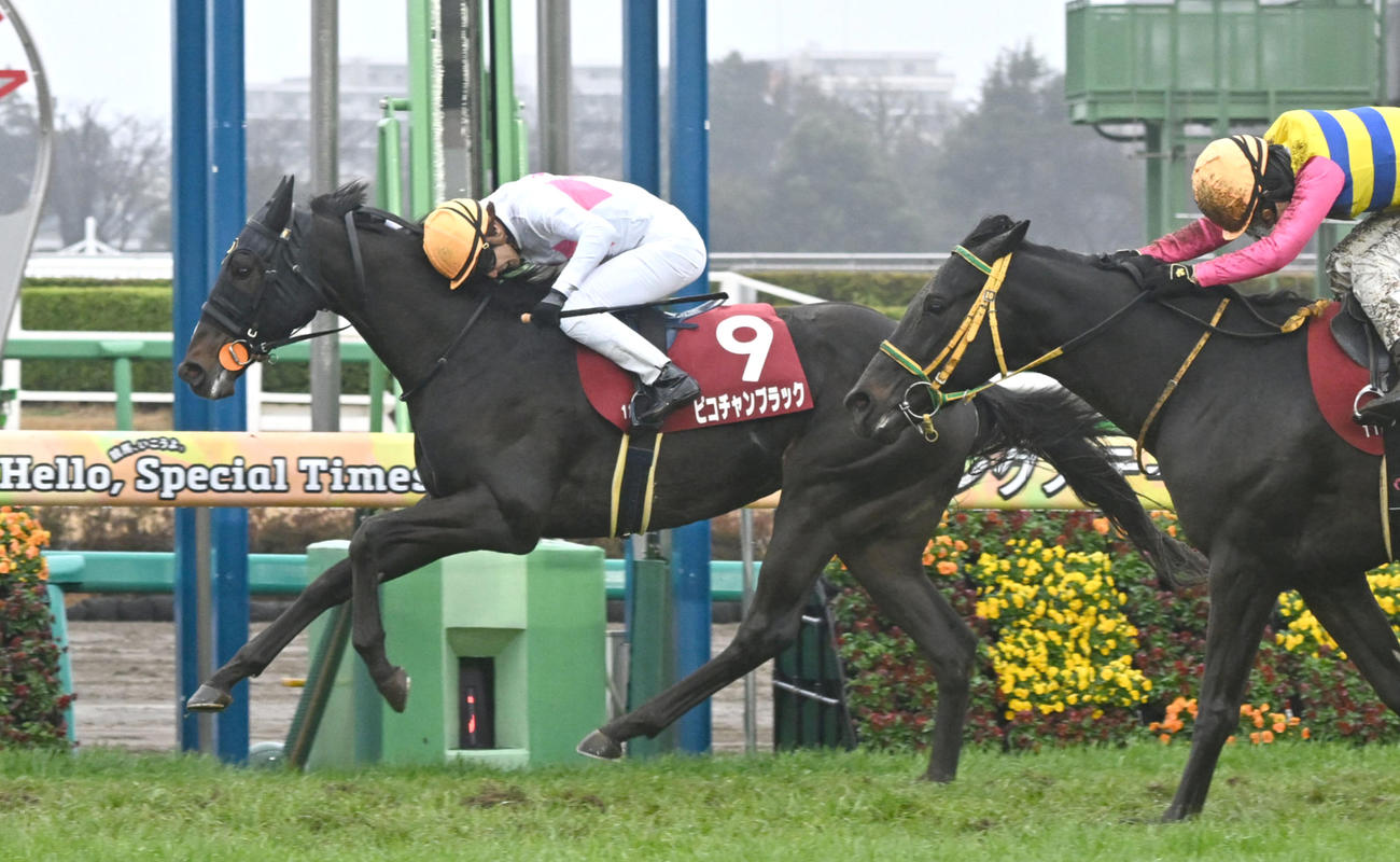 スプリングSを制したピコチャンブラック