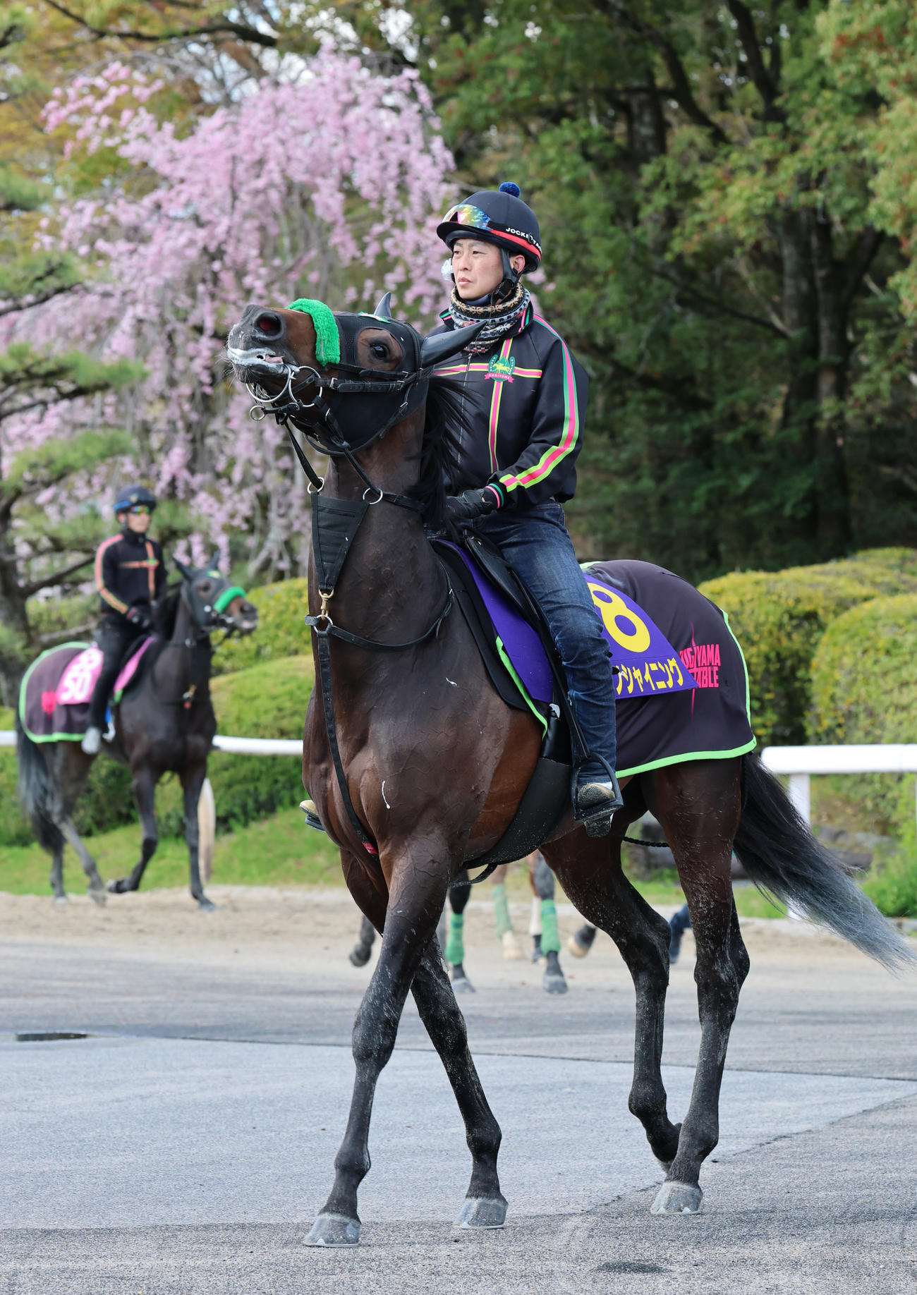 サトノシャイニング（2025年4月15日撮影）