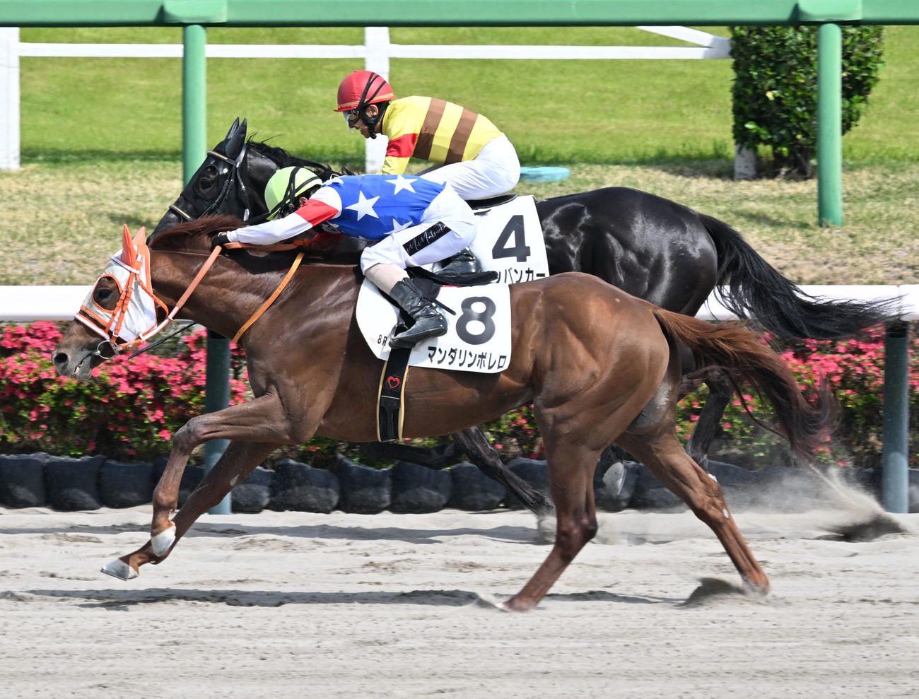 中山8R、4歳上1勝クラスを制したマンダリンボレロと松岡騎手（手前）（撮影・千葉一成）