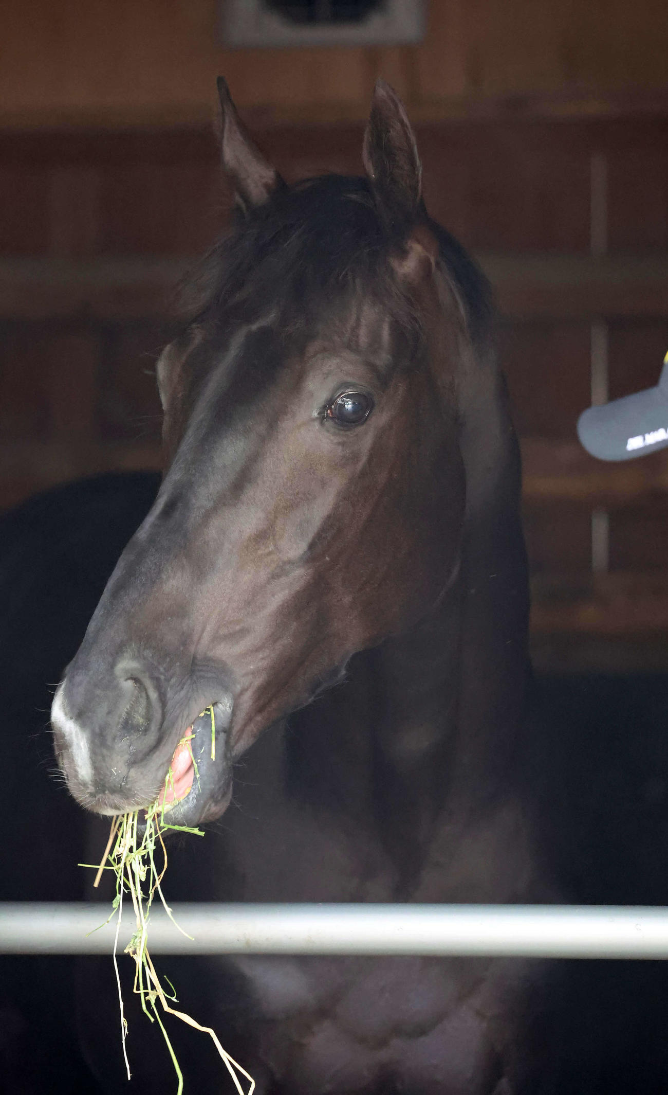 馬房に入るなり、かいばを食べるクロワデュノール（撮影・丹羽敏通）