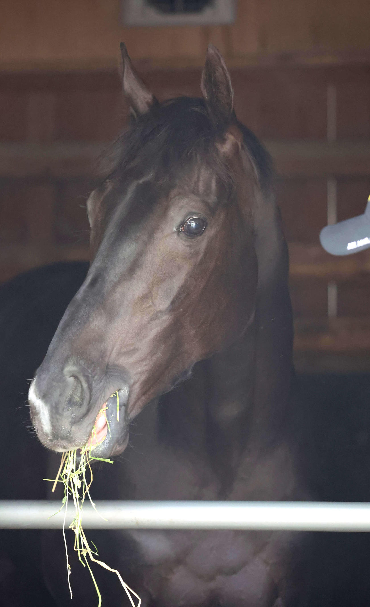 馬房に入るなり、かいばを食べるクロワデュノール（撮影・丹羽敏通）