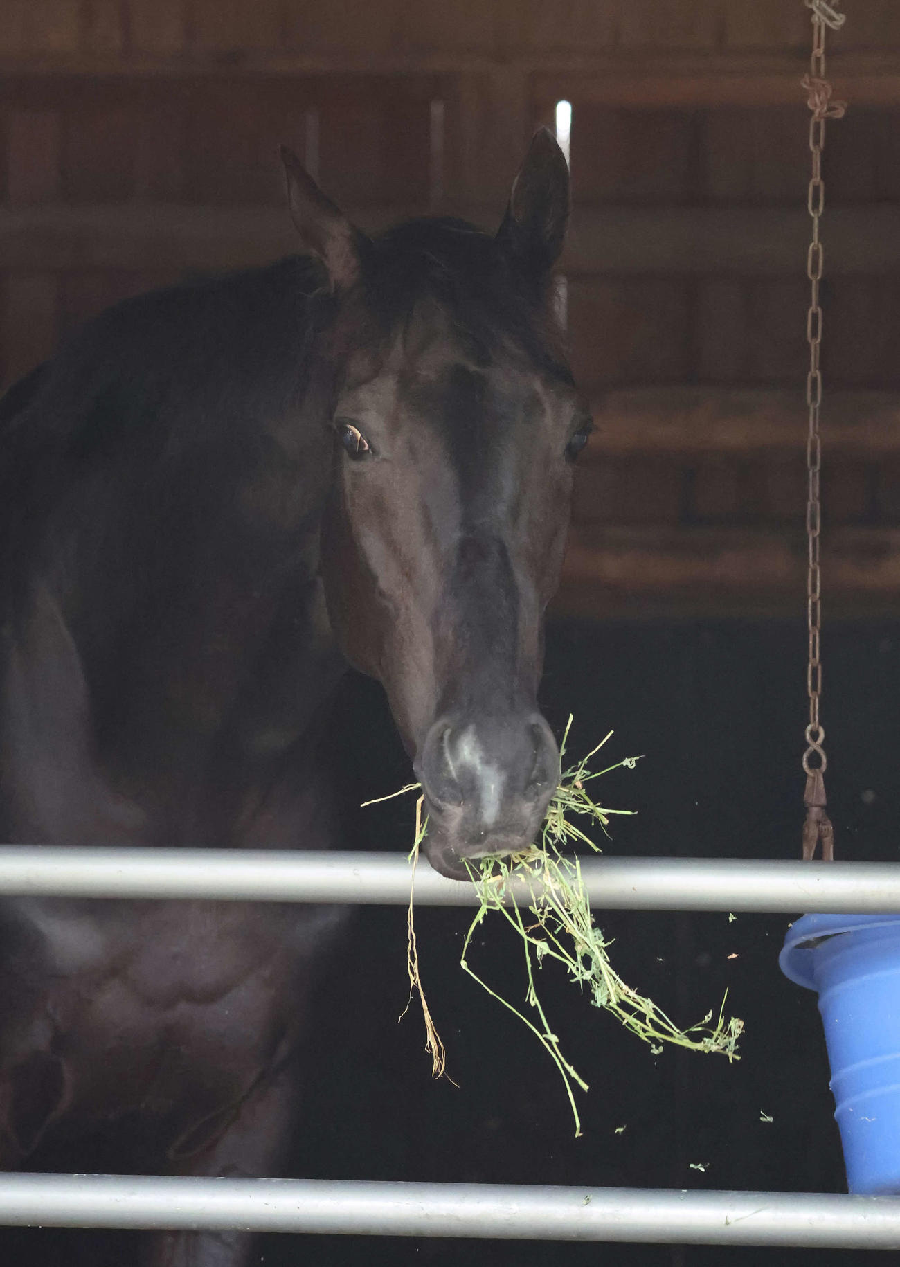 馬房に入るなり、かいばを食べるクロワデュノール（撮影・丹羽敏通）