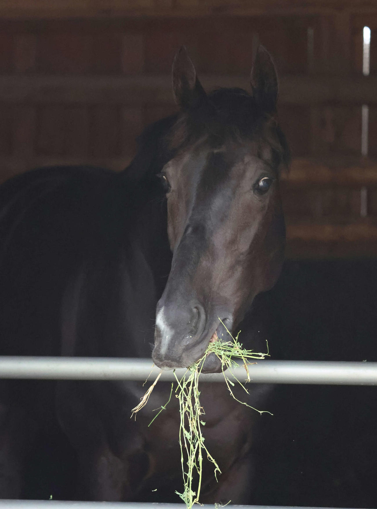 馬房に入るなり、かいばを食べるクロワデュノール（撮影・丹羽敏通）