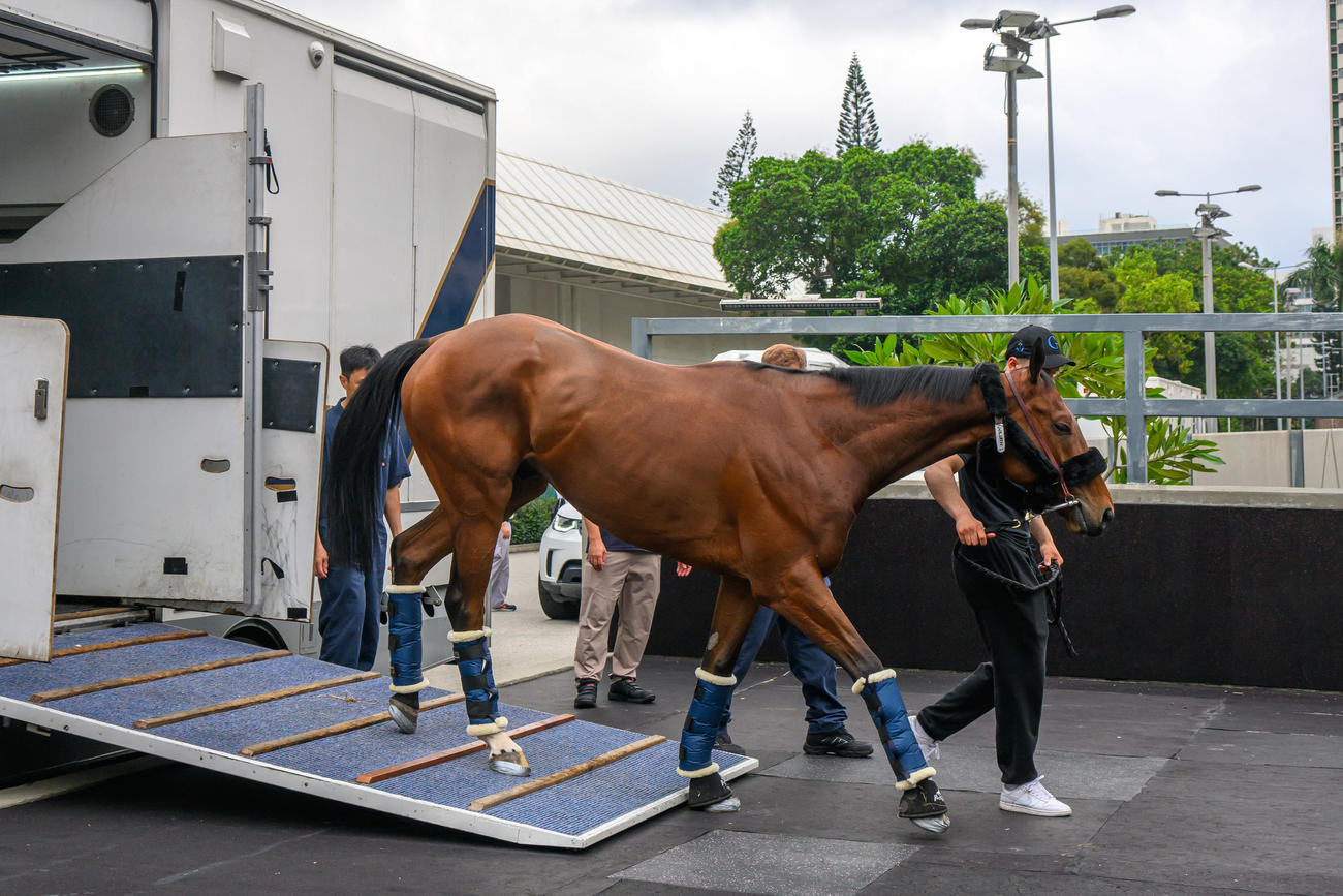 香港に到着したゴリアット（C）The Hong Kong Jockey Club