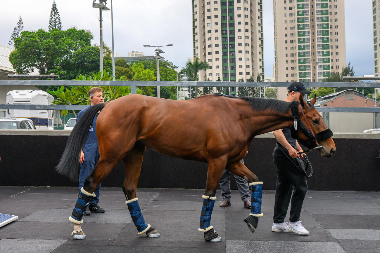 香港に到着したゴリアット（C）The Hong Kong Jockey Club