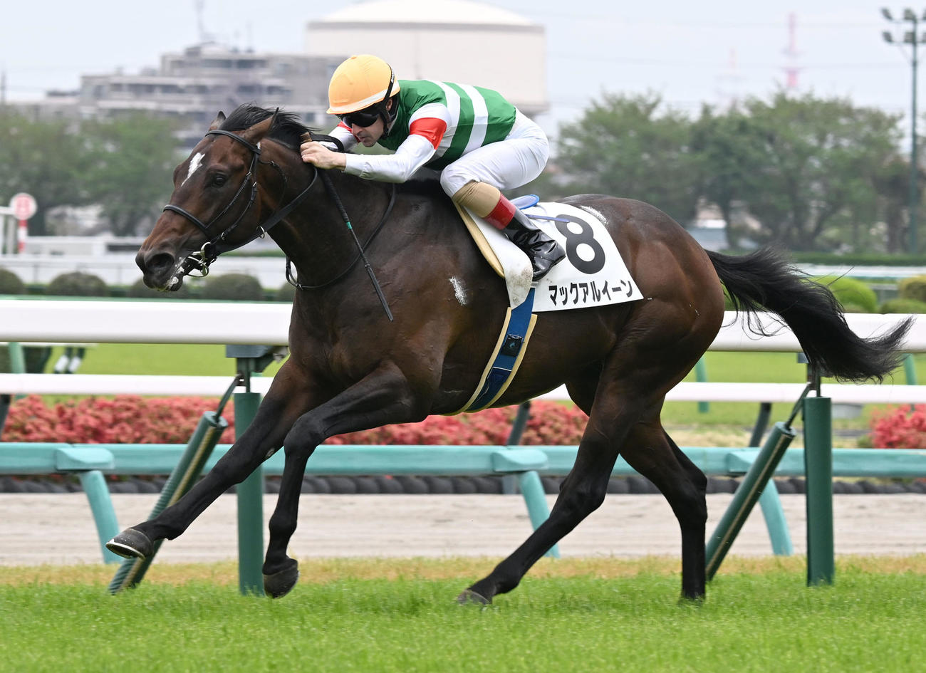中山5R、3歳1勝クラスを制したマックアルイーンとルメール騎手（撮影・千葉一成）