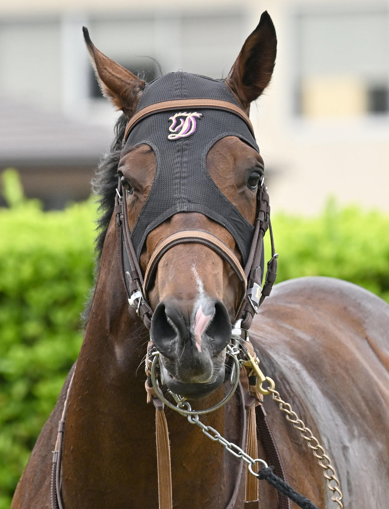 京葉Sをモレイラ騎手で制したインビンシブルパパ（撮影・千葉一成）