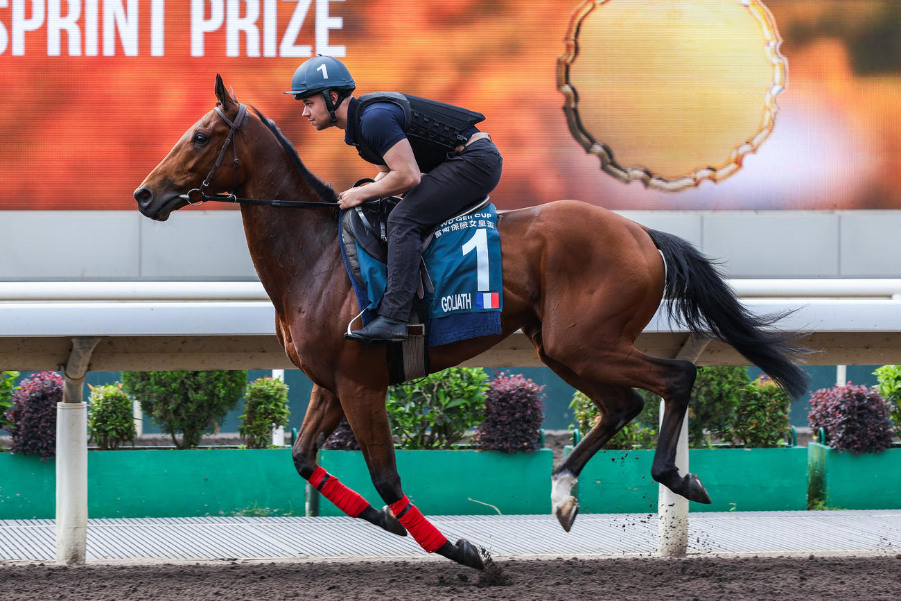 シャティン競馬場で調整するゴリアット（C）The Hong Kong Jockey Club