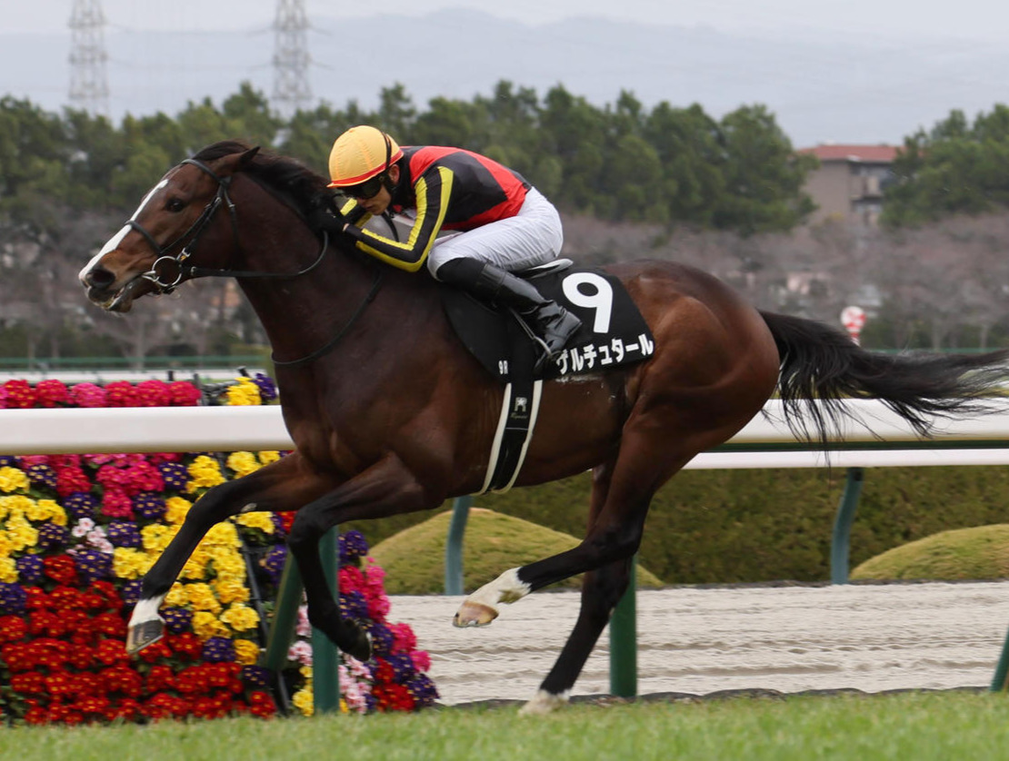 ゆきやなぎ賞（芝2400ｍ）を制したゲルチュタール（2025年3月15日撮影）