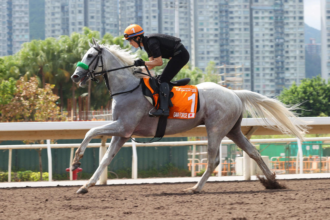 シャティン競馬場で調教するガイアフォース（C）The Hong Kong Jockey Club