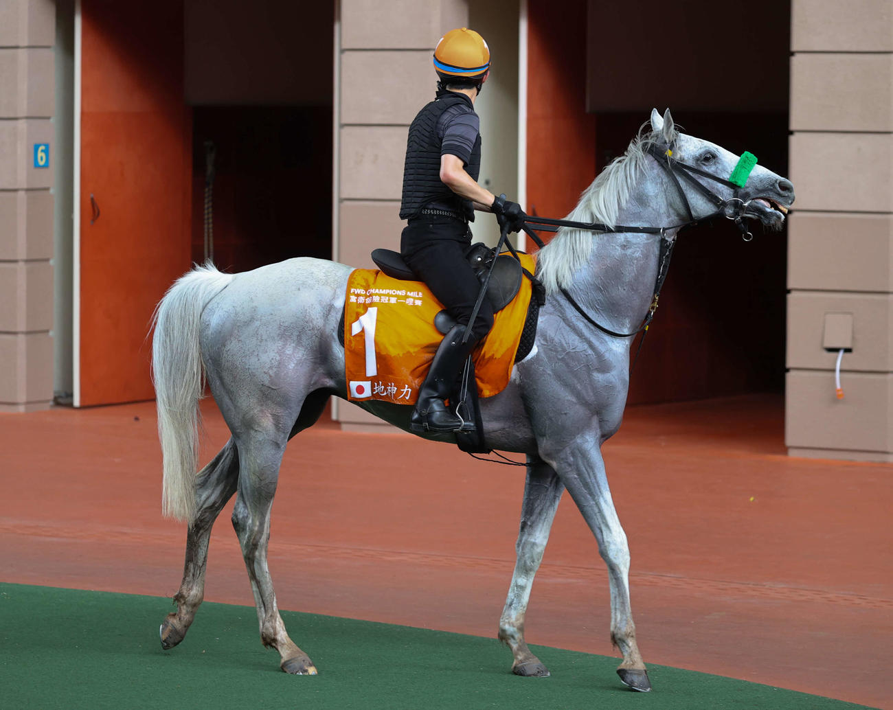 シャティン競馬場のパドックでスクーリングを行うガイアフォース（C）The Hong Kong Jockey Club