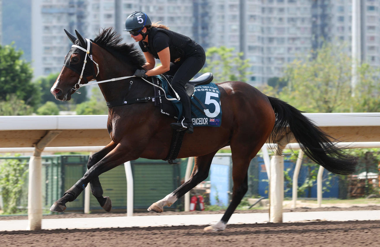 22日、シャティン競馬場で調教するエルヴェンセドール（C）The Hong Kong Jockey Club
