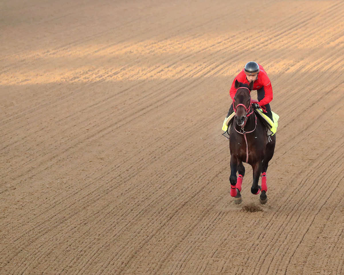 1週前追い切りを行ったアドマイヤデイトナと宮下助手（C）Coady Media／Churchill Downs
