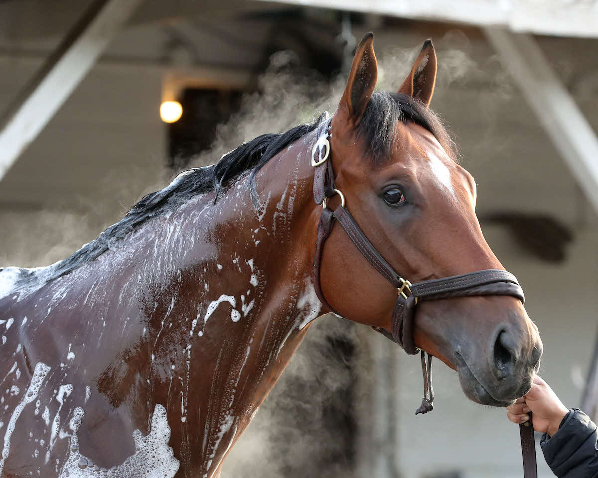 調教を終え、シャワーを浴びるジャーナリズム（C）Churchill Downs／Coady Media