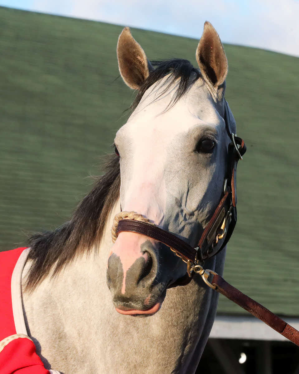 チャーチルダウンズ競馬場で調整するサンドマン（C）Churchill Downs／Coady Media