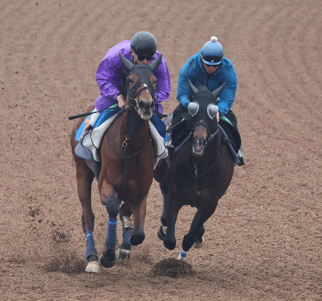 エネルジコ（右）は伴騎手を背に美浦ウッドで古馬のリュクススティールと併せて追い切られた（撮影・丹羽敏通）