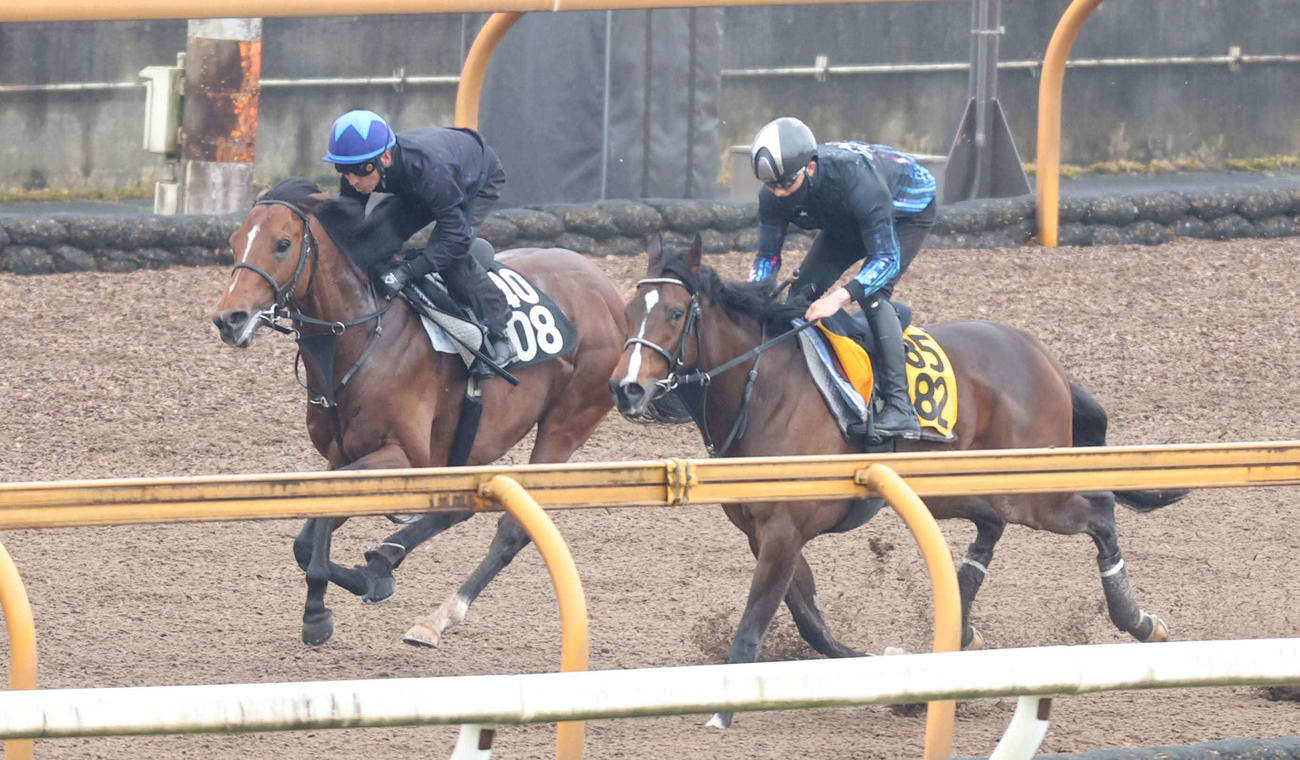 横山典騎手を背にCWコースをウェイトゥゴー（右）との2頭併せで追い切るマテンロウバローズ（左）