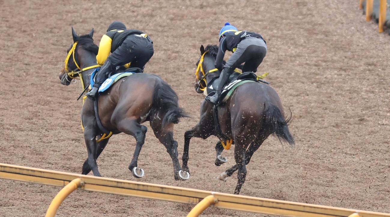 2頭併せで追い切るロードガレリア（右）