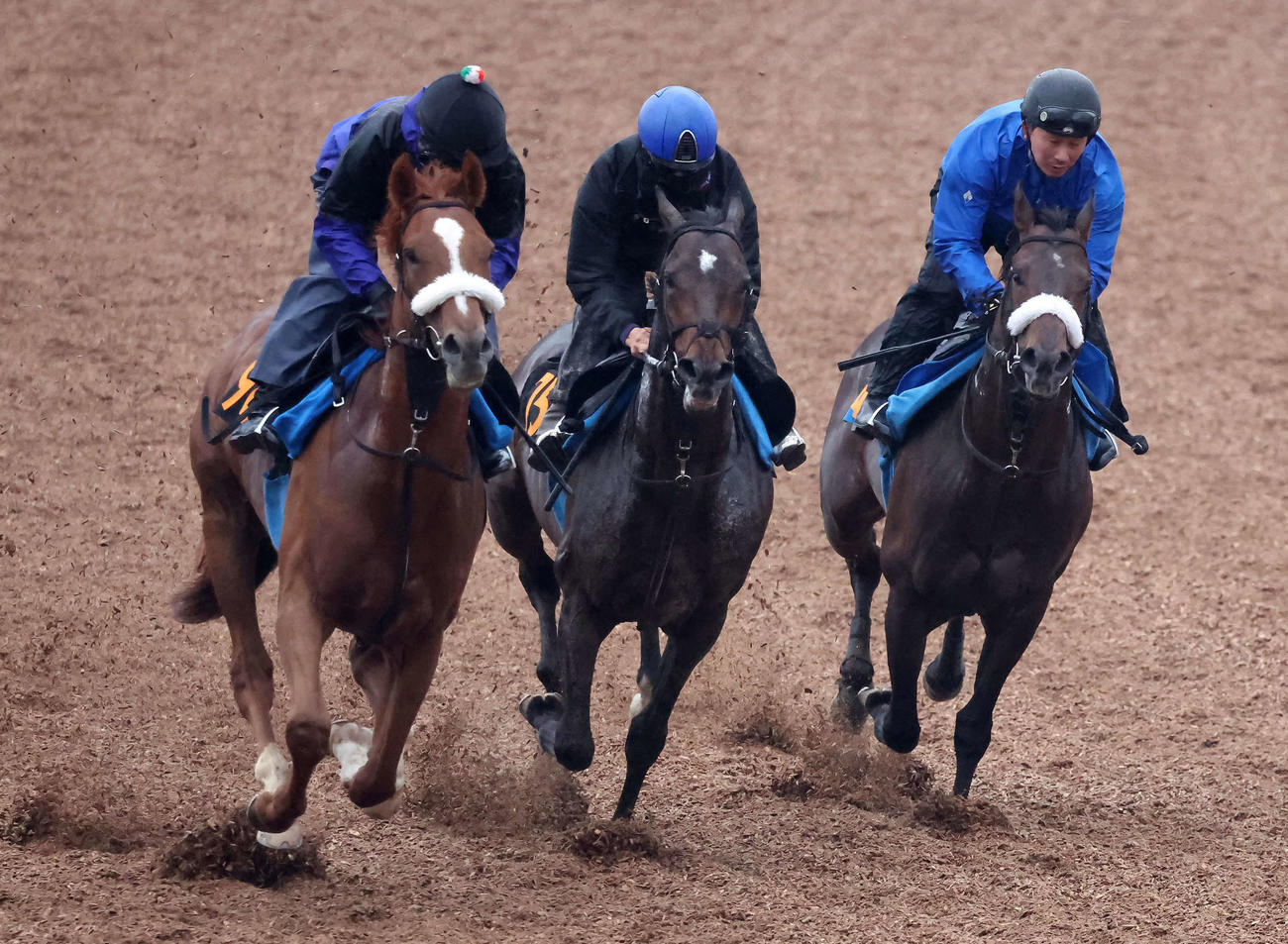 アマキヒ（中央）は横山武騎手を背に美浦ウッドを3頭併せで追い切られた（撮影・丹羽敏通）