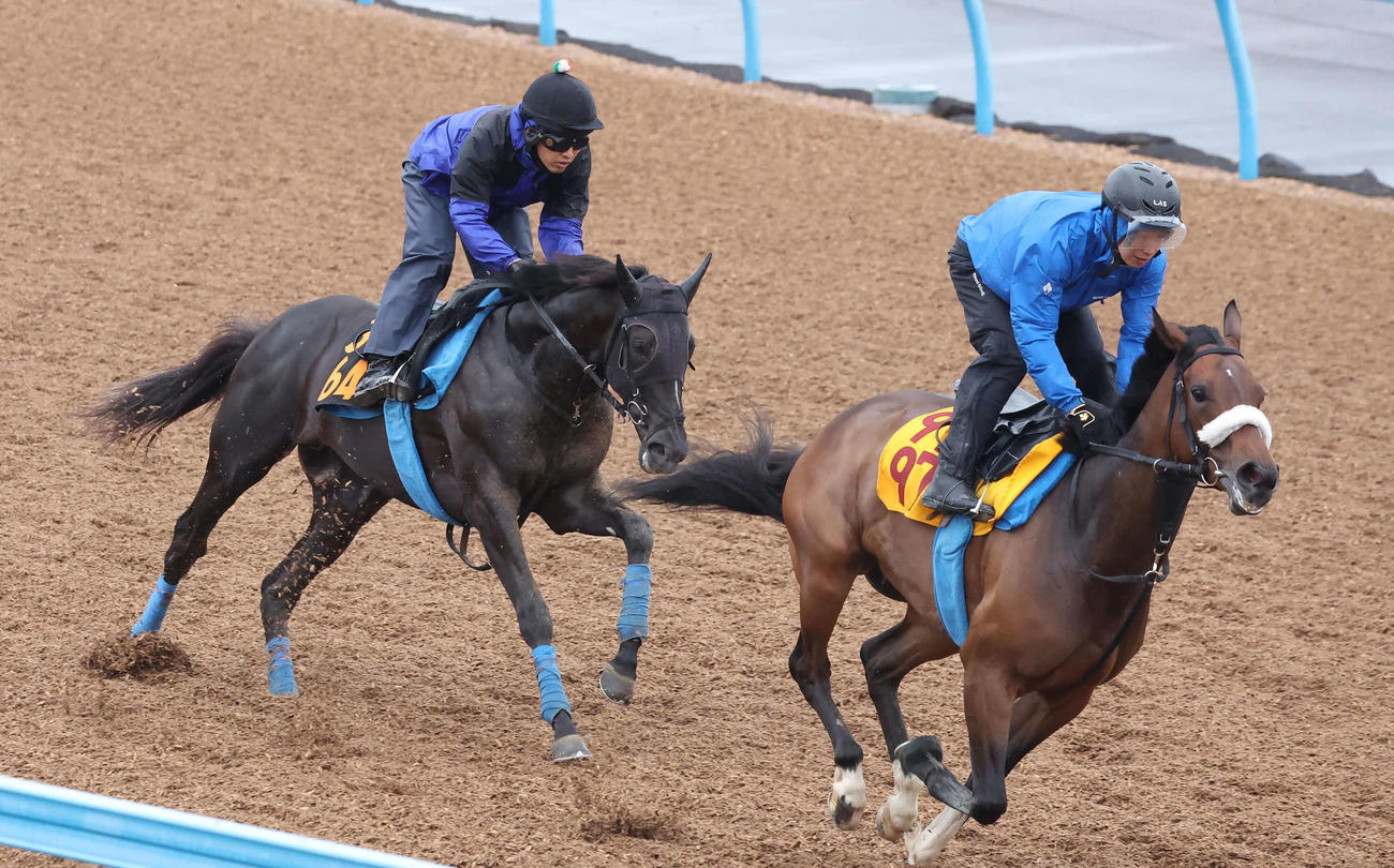 ガルダイア（左）は美浦ウッドで古馬のミラビリスマジックと併せて追い切られた（撮影・丹羽敏通）