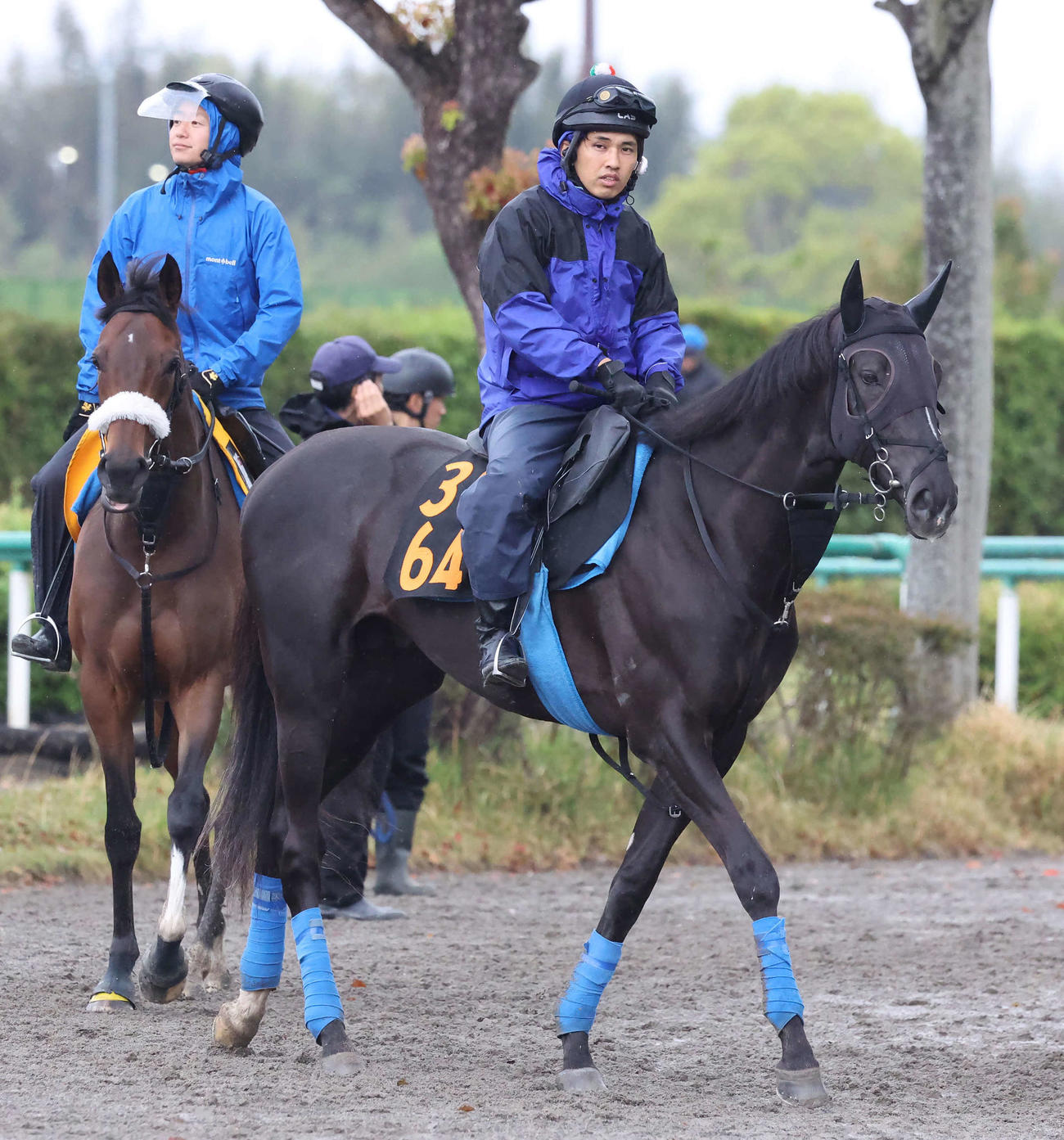 乗り運動で調整するガルダイア（撮影・丹羽敏通）