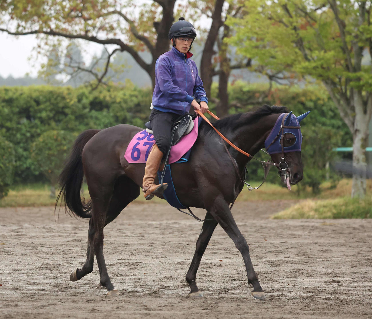 追い切りを終えて馬場を出るヴァルキリーバース（撮影・丹羽敏通）
