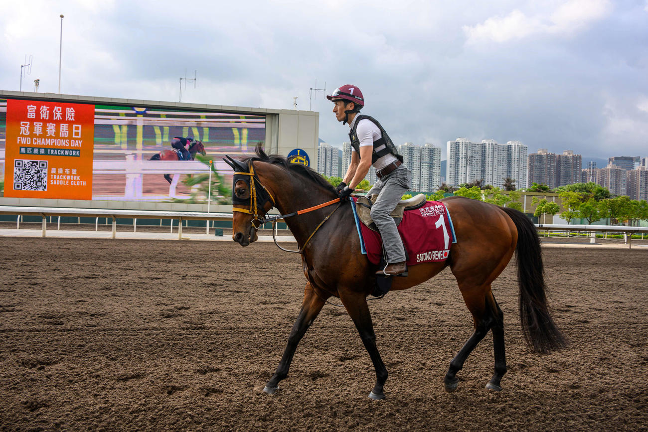 23日、シャティン競馬場で調整するサトノレーヴ（C）The Hong Kong Jockey Club