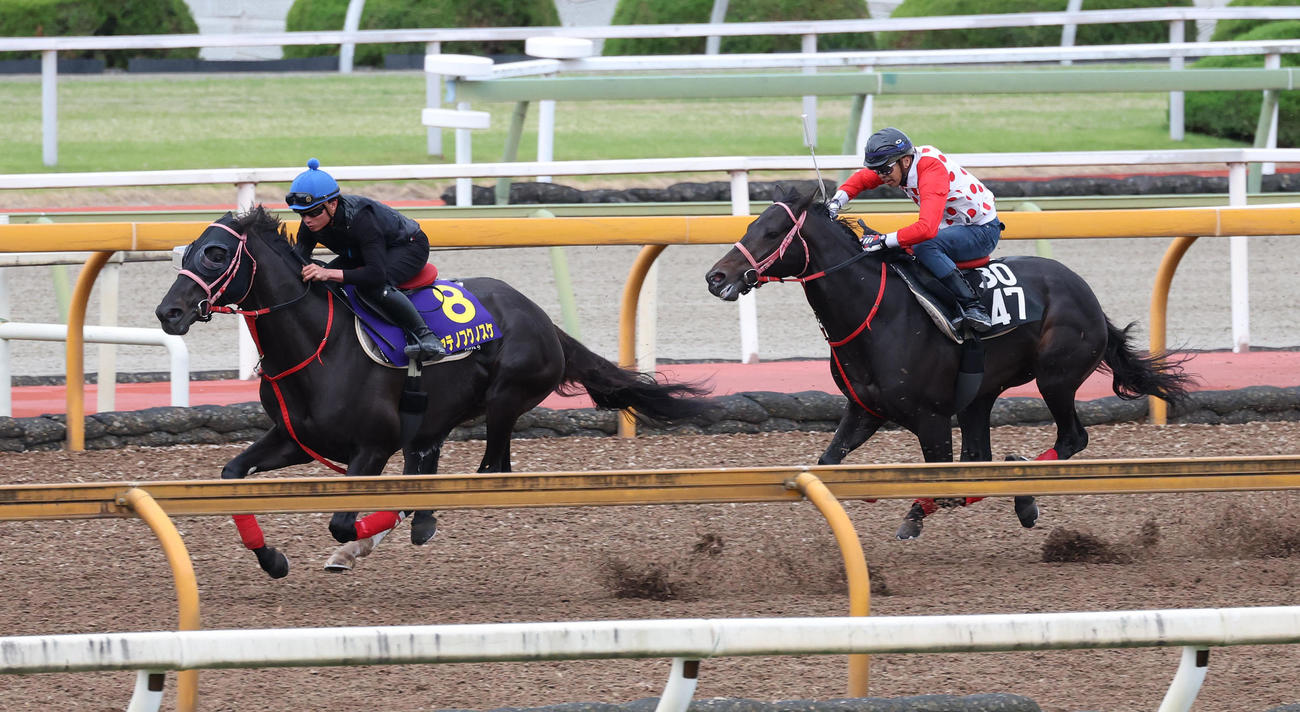 ハヤテノフクノスケは岩田望騎手を背にCウッドをアースグレーザー（右）と併せ馬で追い切る