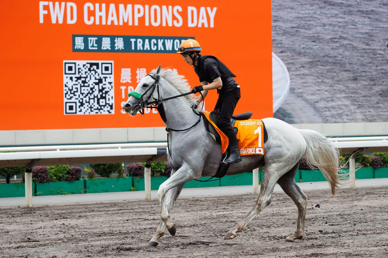 シャティン競馬場で調整するガイアフォース（C）The Hong Kong Jockey Club