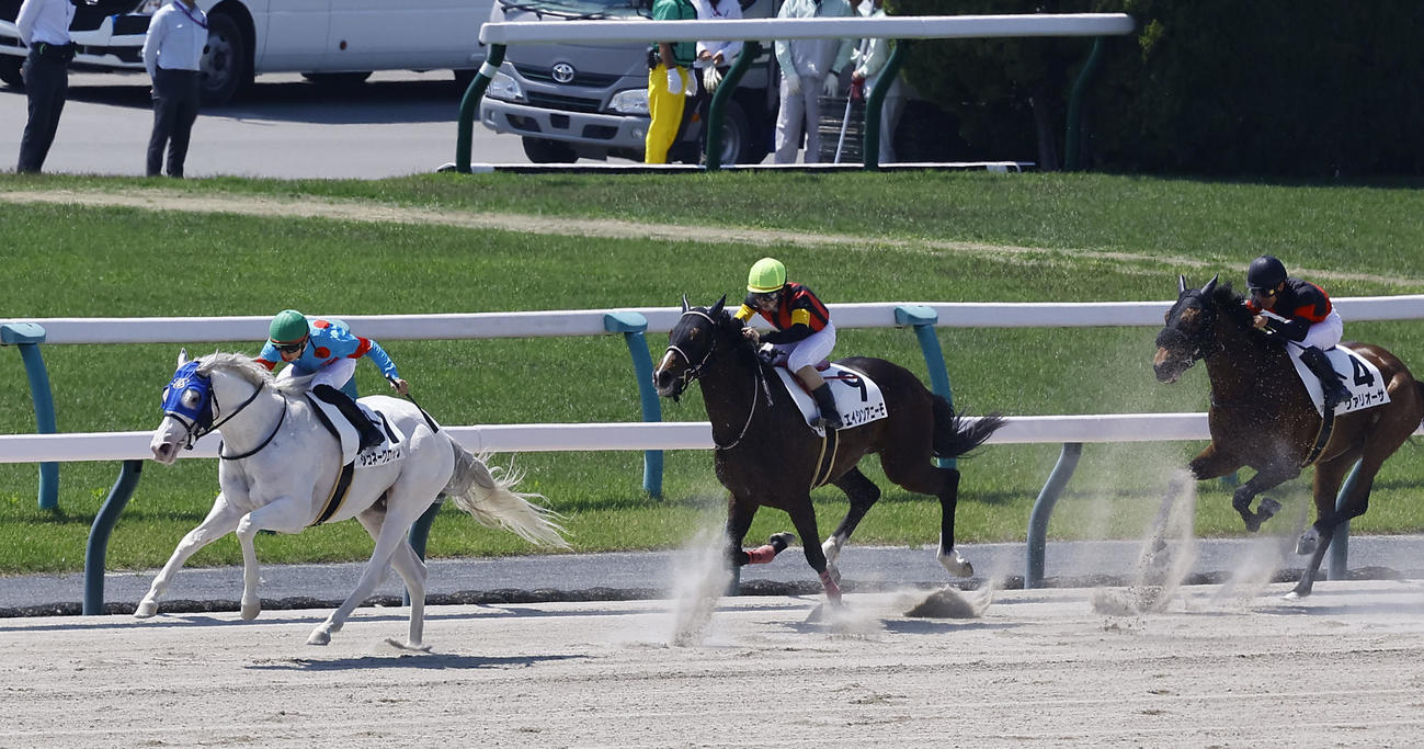 京都2R、3歳未勝利戦を制したシュネーグロッケン（左）（撮影・藤尾明華）